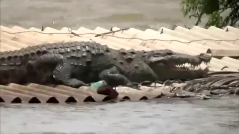 Curiosa imagen de un cocodrilo sobre un tejado Curiosa imagen de un cocodrilo sobre un tejado