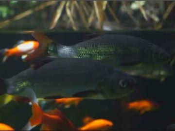 Un acuario de París emplea heces de peces como fertilizante para su huerto ecológico