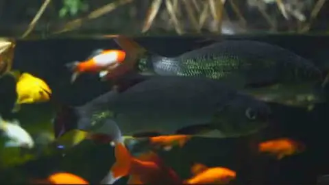 Un acuario de París emplea heces de peces como fertilizante para su huerto ecológico Un acuario de París emplea heces de peces como fertilizante para su huerto ecológico