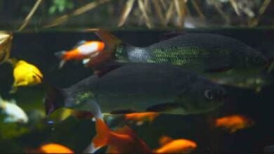 Un jardín ecológico utiliza excrementos de peces para alimentar a las plantas