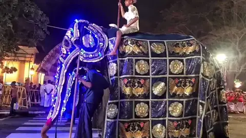 La impactante imagen de un elefante enfermo usado en un festival budista La impactante imagen de un elefante enfermo usado en un festival budista