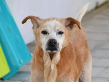 Perro Perro