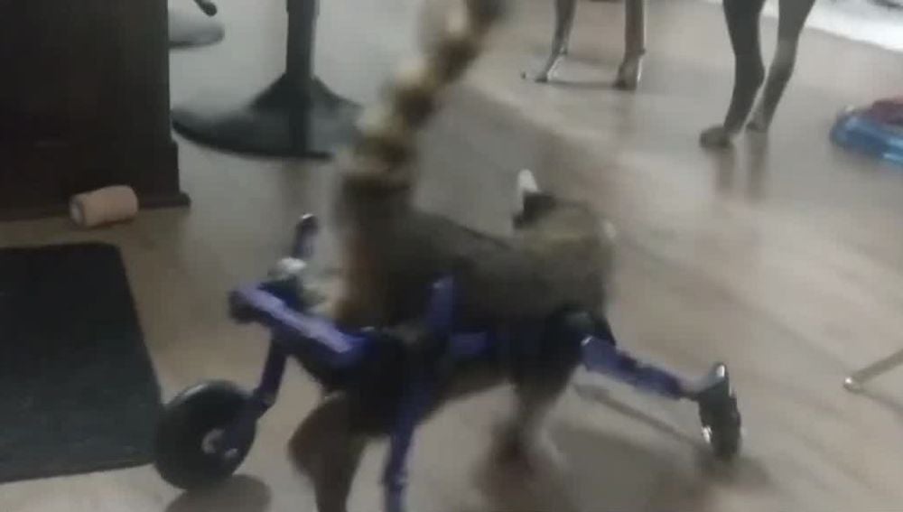 Un bebé mapache caminando gracias a una silla de ruedas