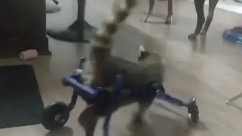 Un bebé mapache caminando gracias a una silla de ruedas Un bebé mapache caminando gracias a una silla de ruedas