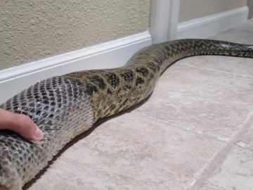 Anaconda mudando la piel Anaconda mudando la piel