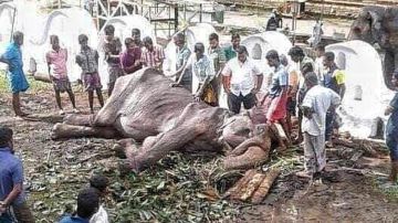 Save Elephant Foundation denuncia el estado deplorable en el que se encuentra la elefanta