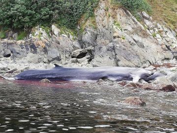 La ballena varada en la costa asturiana