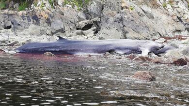 Muere una ballena de más de 21 metros varada en la costa asturiana