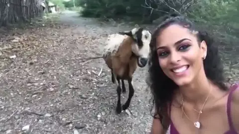 Una cabra golpea a una chica que intentaba hacerse un selfie con el animal Una cabra golpea a una chica que intentaba hacerse un selfie con el animal