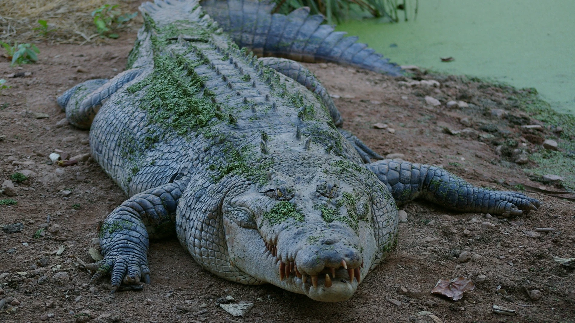 Foto de archivo de un cocodrilo Foto de archivo de un cocodrilo