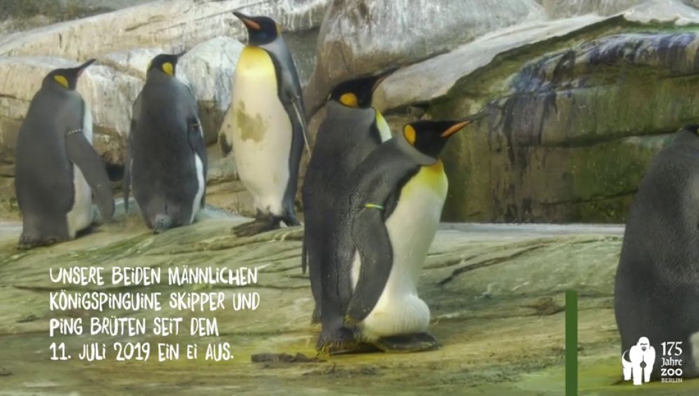 Una pareja de pingüinos homosexuales incuba un huevo en el zoo de Berlín