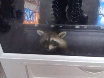 Un mapache atrapado en una máquina expendedora