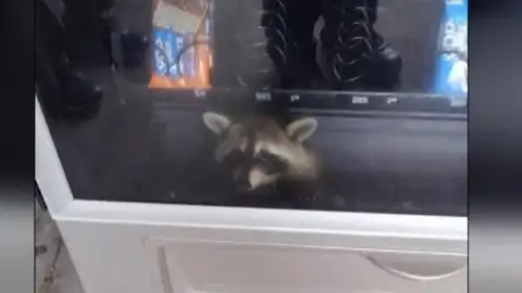 Un mapache atrapado en una máquina expendedora Un mapache atrapado en una máquina expendedora