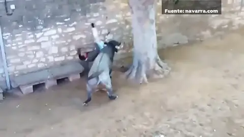 Un joven, herido con dos cornadas en el encierro de Tafalla (Navarra) Un joven, herido con dos cornadas en el encierro de Tafalla (Navarra)