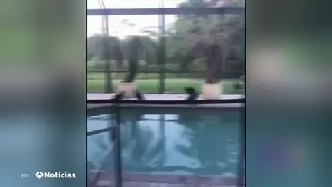 Una casa de Florida, invadida por buitres negros como en la película de Hitchcock Una casa de Florida, invadida por buitres negros como en la película de Hitchcock