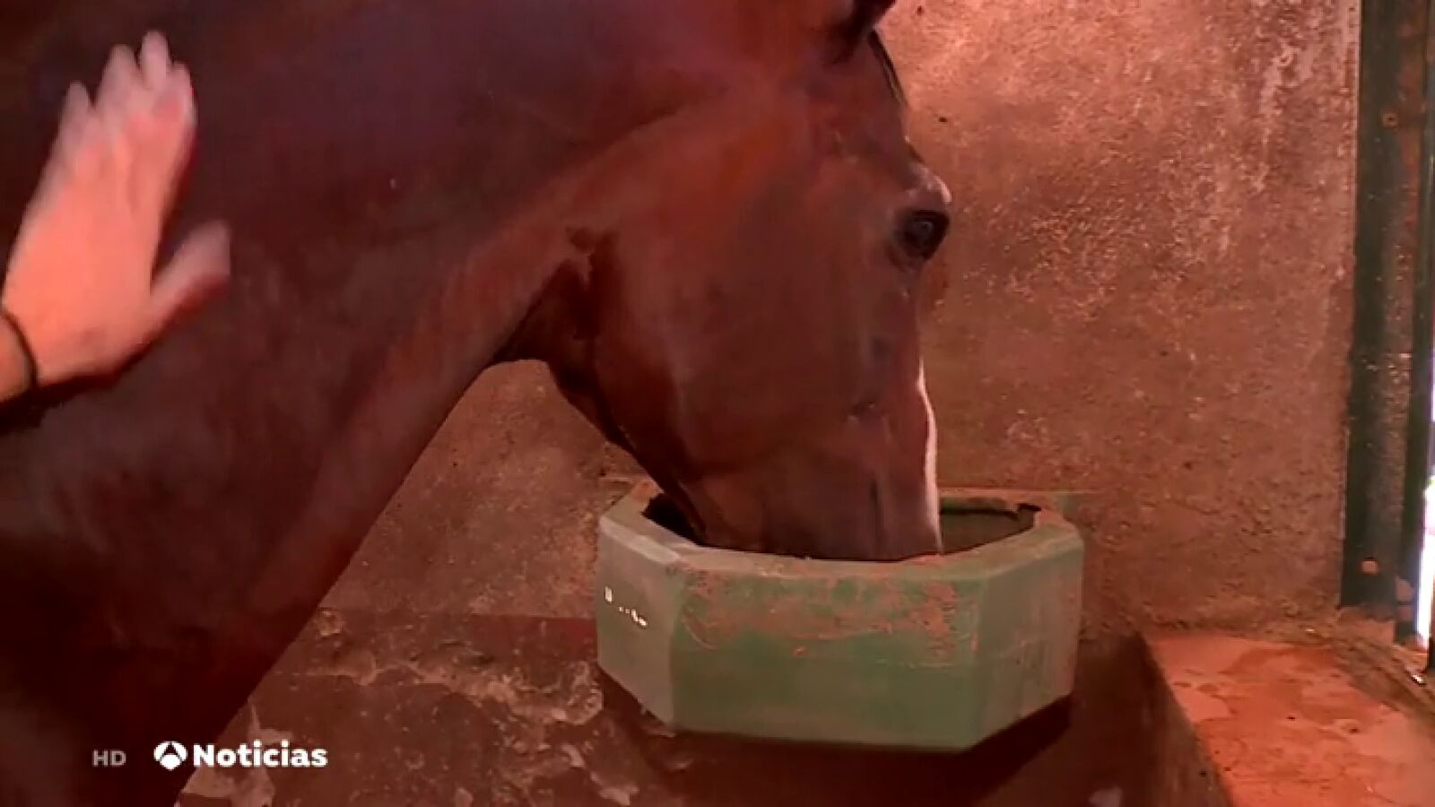 Proliferan los hoteles para caballos con 