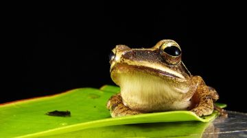 Rana Rana