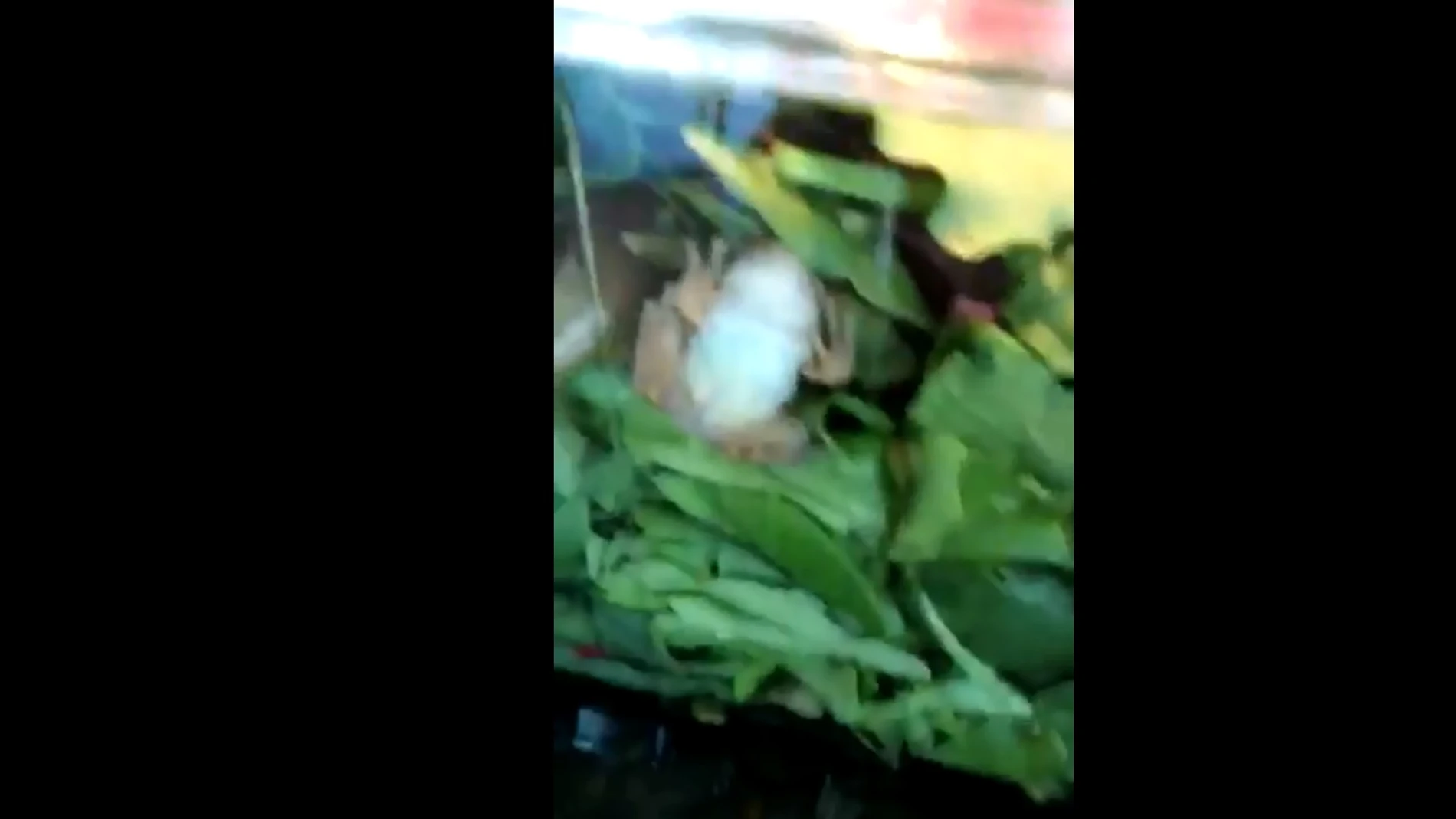 La rana en el interior de la ensalada La rana en el interior de la ensalada