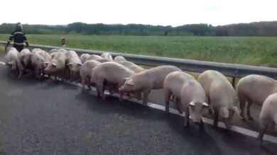 Chocan un microbús y un camión que transportaba cerdos en la A-62 a la altura de Palenzuela (Palencia)