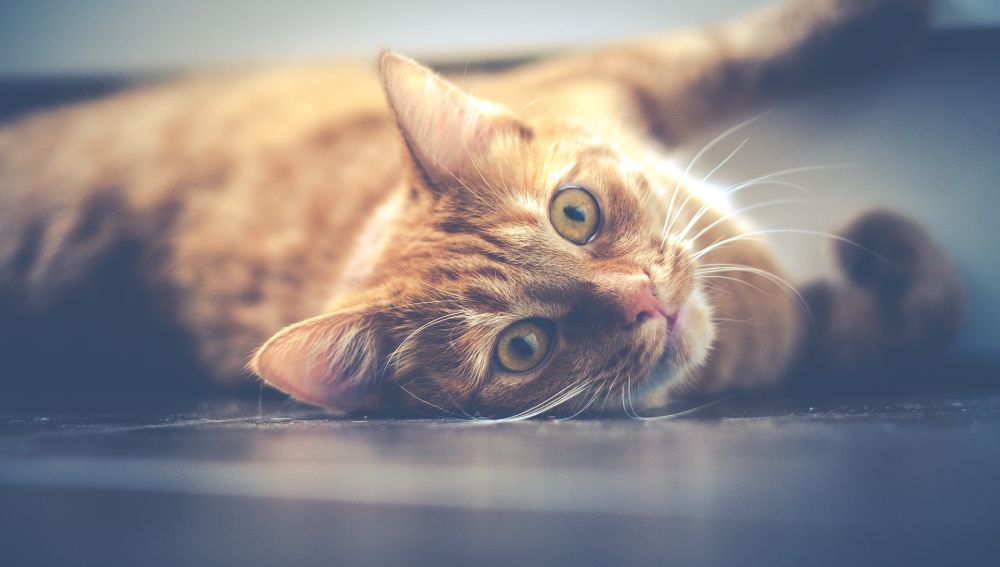 Gato