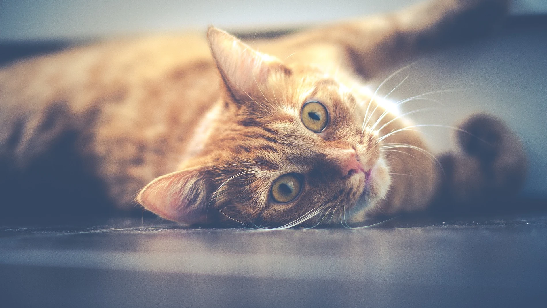 Gato Gato