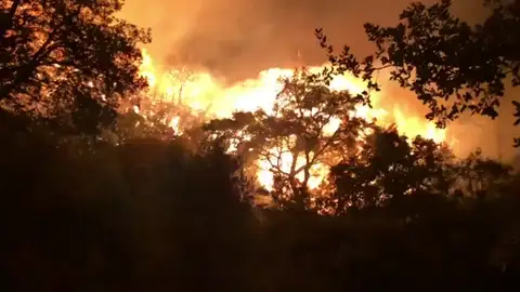 La Policía Nacional detiene a un hombre como autor del incendio de Estepona cuando intentaba quemar una colmena La Policía Nacional detiene a un hombre como autor del incendio de Estepona cuando intentaba quemar una colmena
