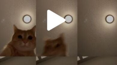 El vídeo de un gato bailando al ritmo de 'Mr. Sandman' arrasa en las redes sociales