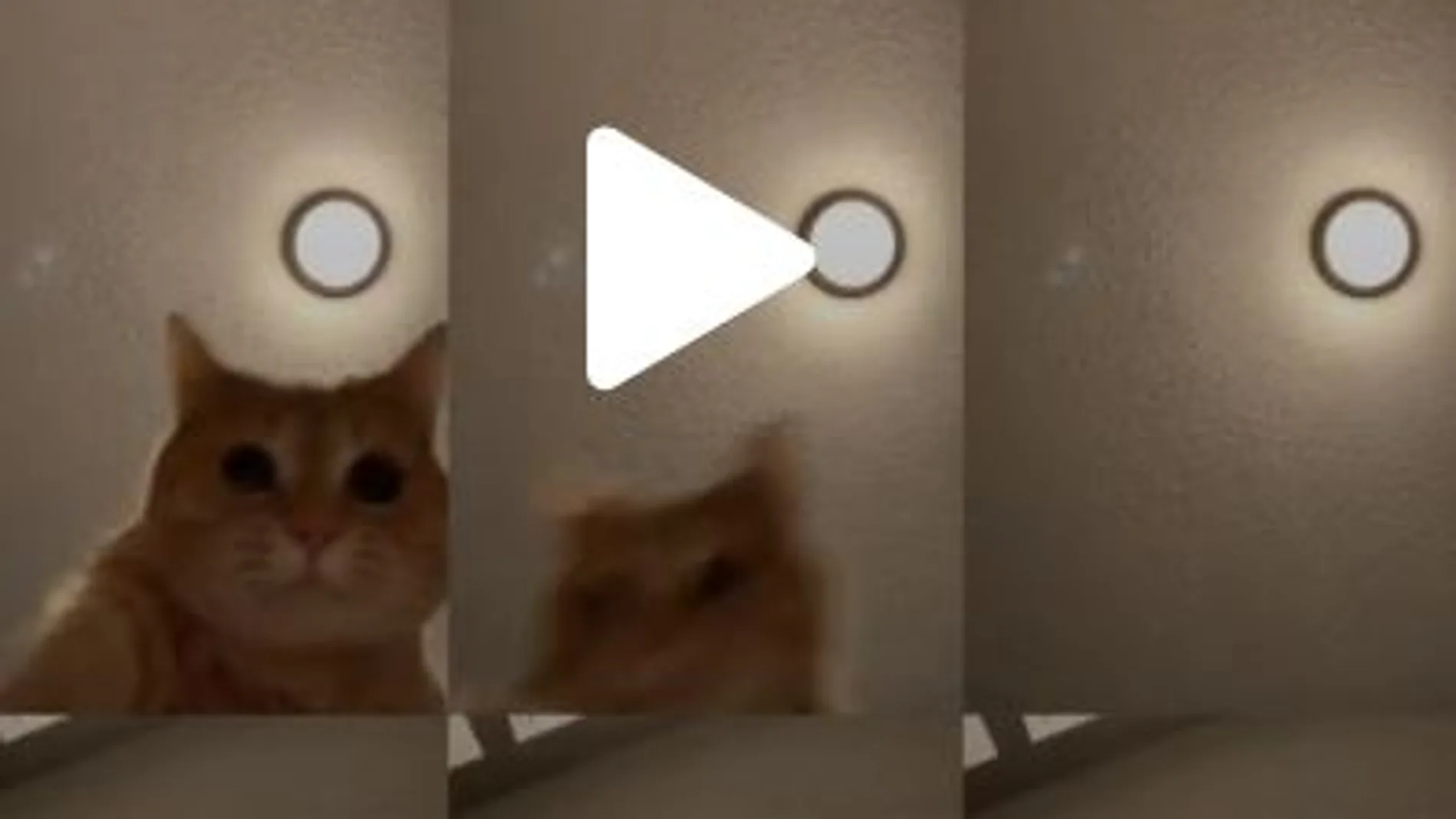 Ed, el gato que se ha hecho viral en Tik Tok Ed, el gato que se ha hecho viral en Tik Tok