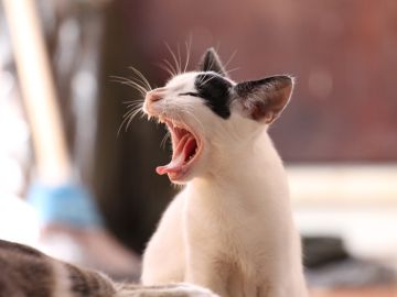 Gato Gato