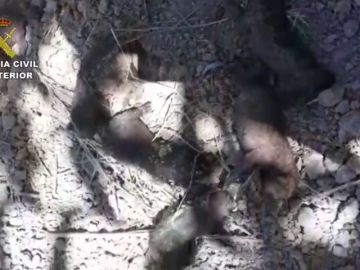 Rescatan a seis cachorros que fueron enterrados vivos en Teruel