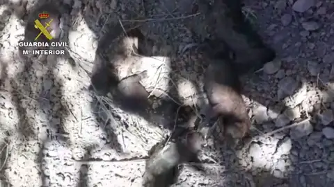 Rescatan a seis cachorros que fueron enterrados vivos en Teruel Rescatan a seis cachorros que fueron enterrados vivos en Teruel