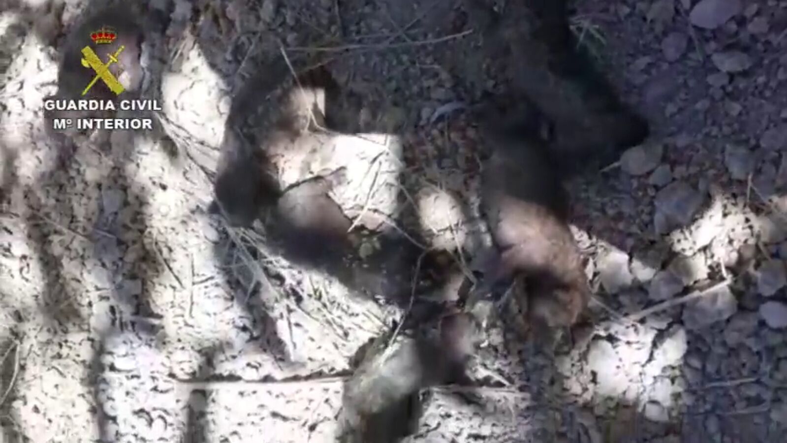 Rescatan a seis cachorros que fueron enterrados vivos en Teruel