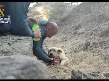Dos guardias civiles rescatan a un perro exhausto en el incendio de Gran Canaria Dos guardias civiles rescatan a un perro exhausto en el incendio de Gran Canaria