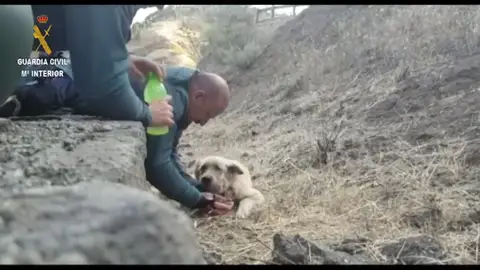 Dos guardias civiles rescatan a un perro exhausto en el incendio de Gran Canaria Dos guardias civiles rescatan a un perro exhausto en el incendio de Gran Canaria