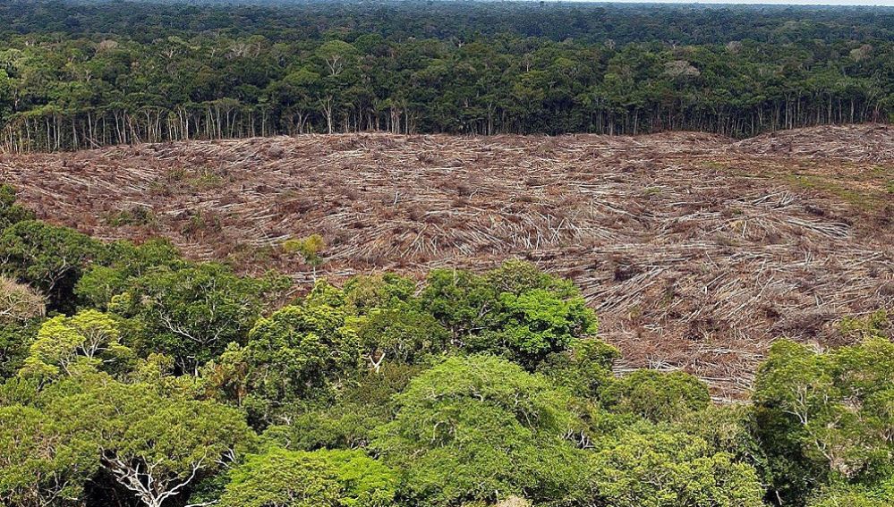 Deforestación: Causas, consecuencias y qué podemos hacer para evitarlo |  Cambio climático