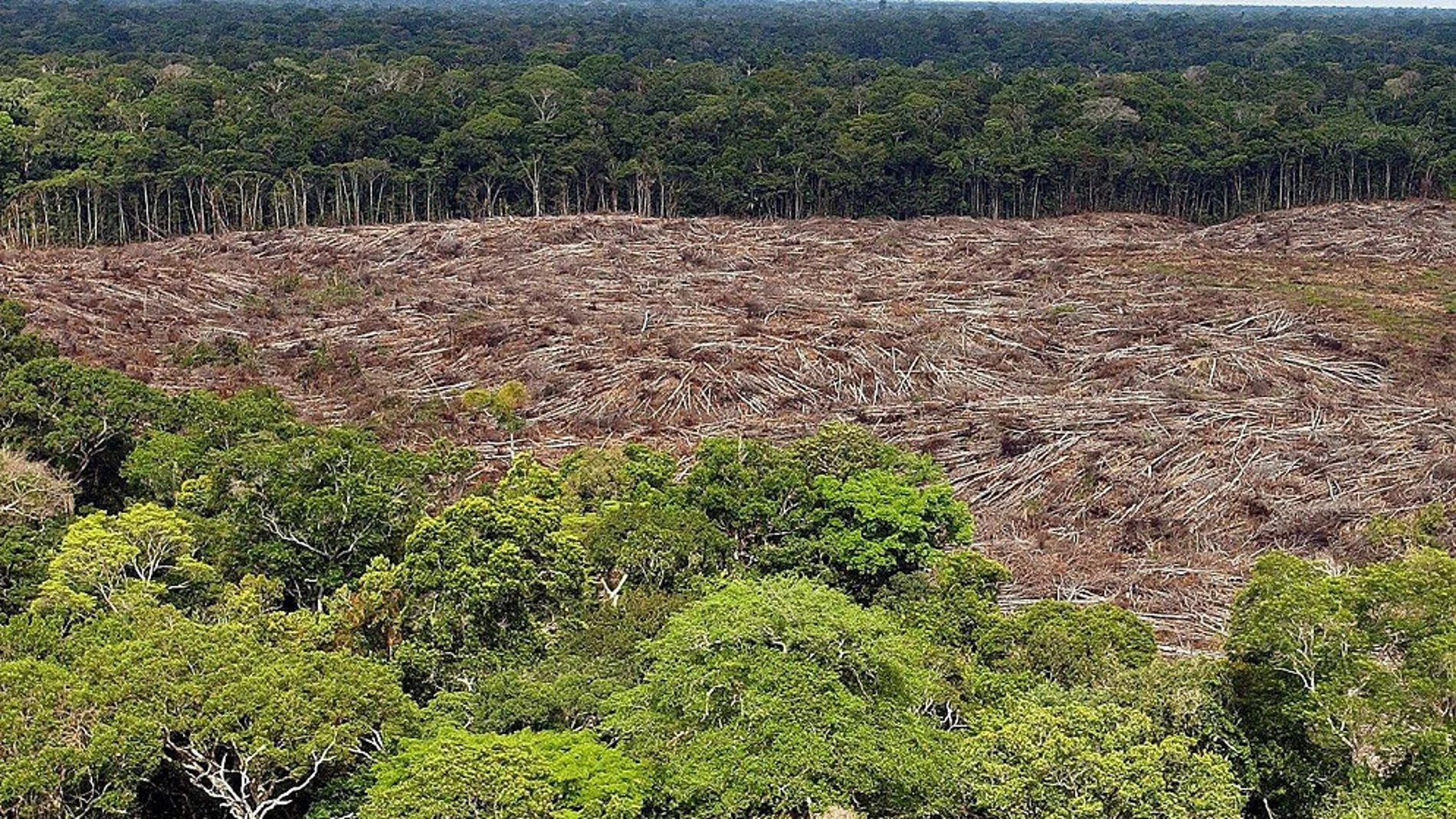 Foto de archivo del 28 de noviembre de 2013, de árboles talados en la selva amazónica (Brasil) Foto de archivo del 28 de noviembre de 2013, de árboles talados en la selva amazónica (Brasil)