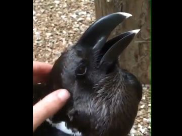 Fotograma del vídeo que ha sembrado la discordia: ¿cuervo o conejo?