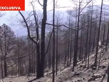 Devastación en el Parque Natural de Tamadaba Devastación en el Parque Natural de Tamadaba