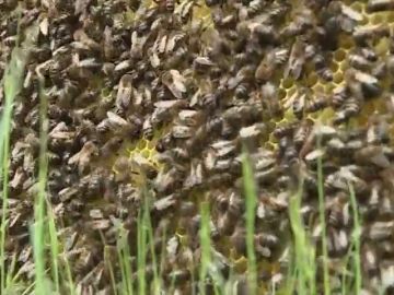 Alarma en Australia por la bajada de la producción de miel, las abejas no sobrevivirían al invierno