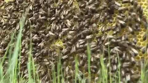 Alarma en Australia por la bajada de la producción de miel, las abejas no sobrevivirían al invierno Alarma en Australia por la bajada de la producción de miel, las abejas no sobrevivirían al invierno