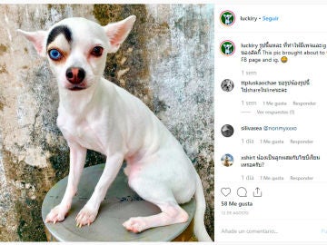 Un chihuahua cuenta con un ojo de cada color y una mancha como ceja Un chihuahua cuenta con un ojo de cada color y una mancha como ceja