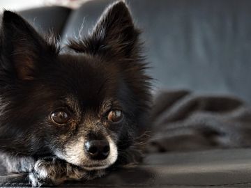 Chihuahua Chihuahua