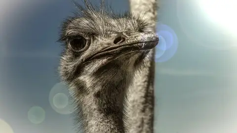Avestruz Avestruz