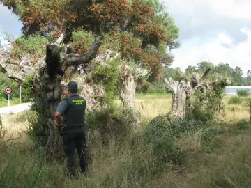 Olivo centenario recuperado por la Guardia Civil Olivo centenario recuperado por la Guardia Civil