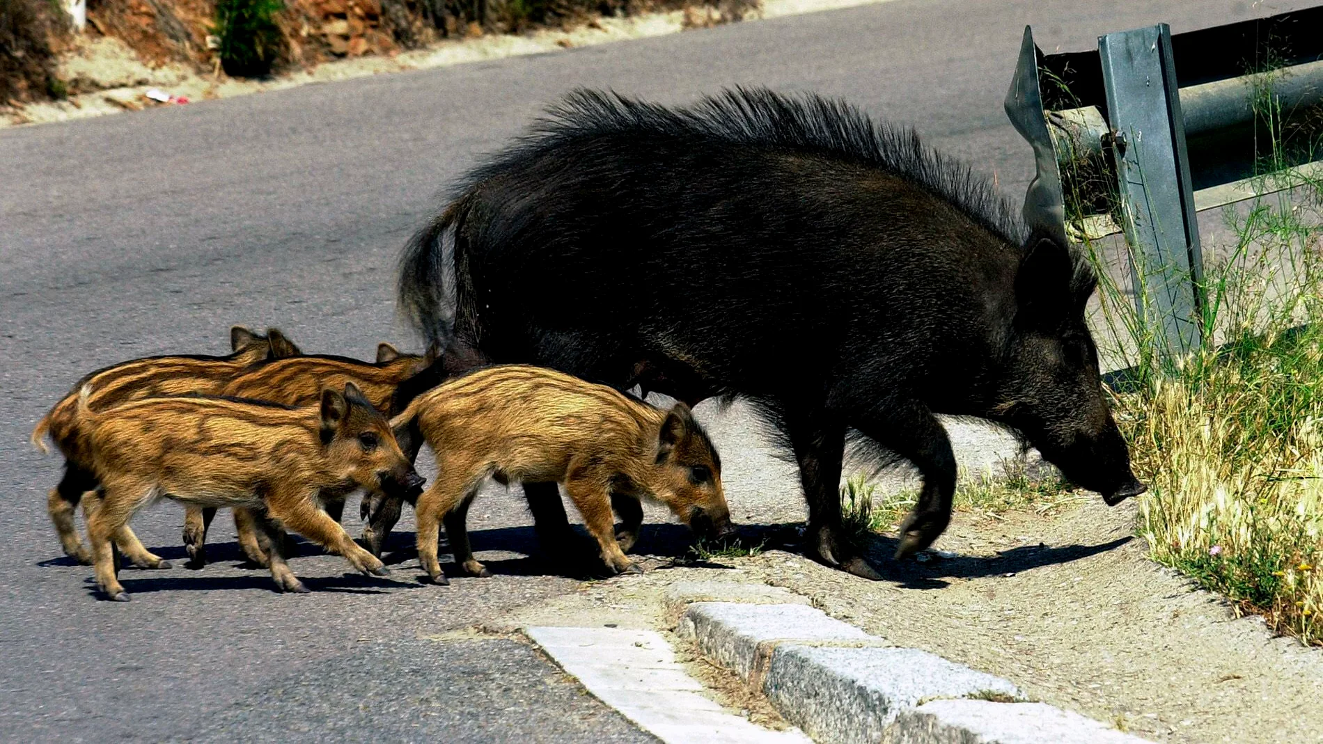 Imagen de archivo de una manada de jabalíes Imagen de archivo de una manada de jabalíes