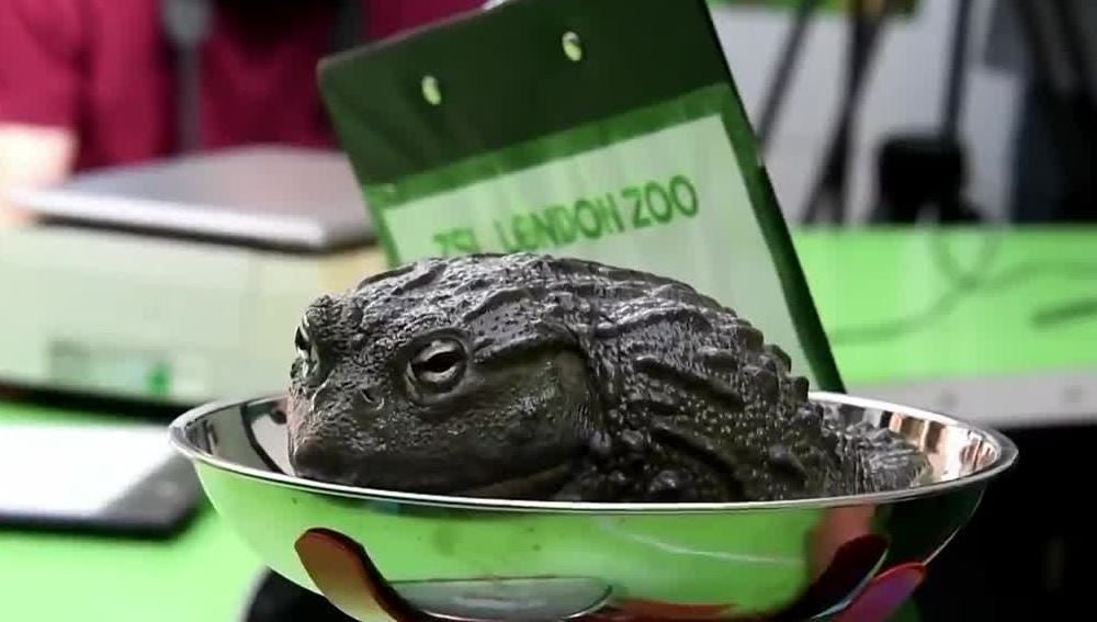 Una rana pesándose en el zoo de Londres