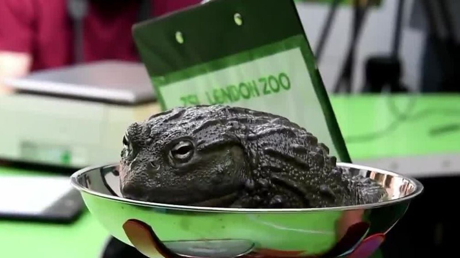 El zoo de Londres lleva a cabo su inventario anual de animales