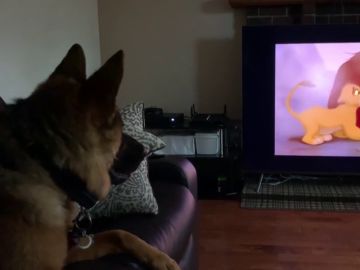 El pastor alemán Falco reaccionando a la muerte de Mufasa en 'El Rey León'