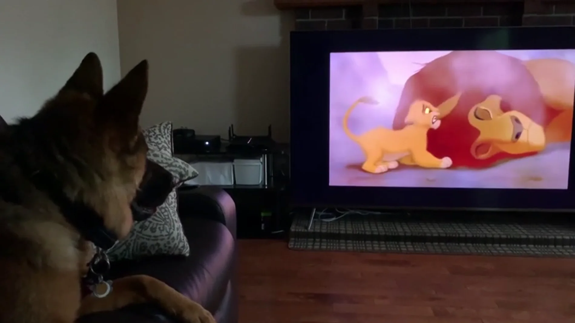 El pastor alemán Falco reaccionando a la muerte de Mufasa en 'El Rey León' El pastor alemán Falco reaccionando a la muerte de Mufasa en 'El Rey León'