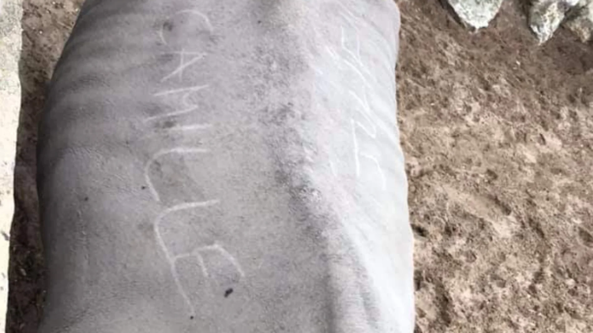 Dos turistas pintan sus nombres sobre el lomo de un rinoceronte en un zoológico de Francia Dos turistas pintan sus nombres sobre el lomo de un rinoceronte en un zoológico de Francia